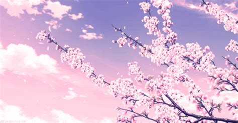 4k  Wallpaper Cherry Blossom Anime Cherry Blossom 4k Wallpapers