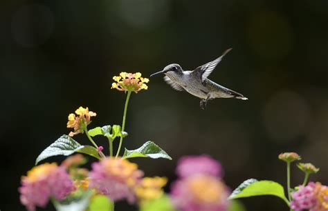Hummingbird Backgrounds Hd Pixelstalknet