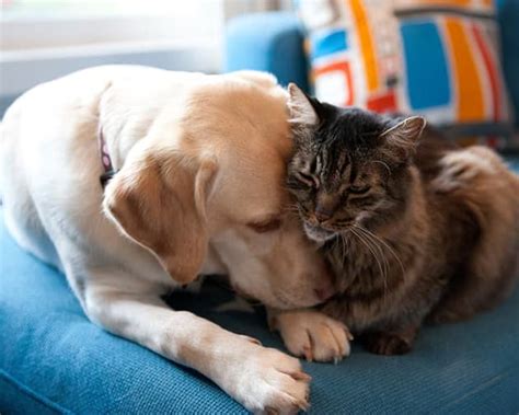 Need the best pet health insurance in massachusetts? MA Insurance Agency, Massachusetts Home Insurance, Massachusetts Auto Insurance, Massachusetts ...