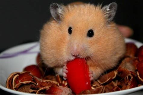 9 Facts You Need To Know Before Considering A Pet Hamster Peta
