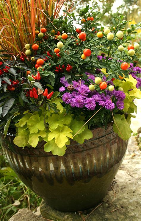 Grow A 1 Fall Container Garden On A 99 Gardener Budget