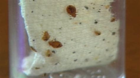 Bed Bugs Plague Odessa Apartment Complex Says Resident My Cleaning