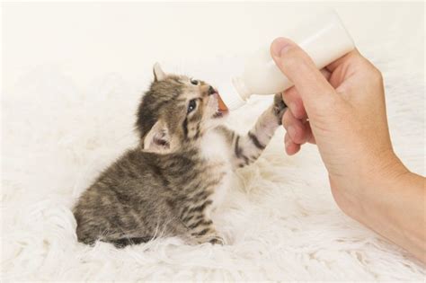 چگونه از یک بچه گربه بیمار در خانه مراقبت کنیم؟ ايران پت استور