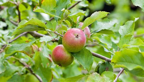 무료 이미지 사과 나무 분기 과일 말린 씨앗 사진 잎 식품 생기게 하다 신선한 플로라 이파리 관목