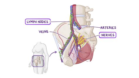Pelvis Veins Lymphatics And Nerves Anatomy Kenhub My Xxx Hot Girl