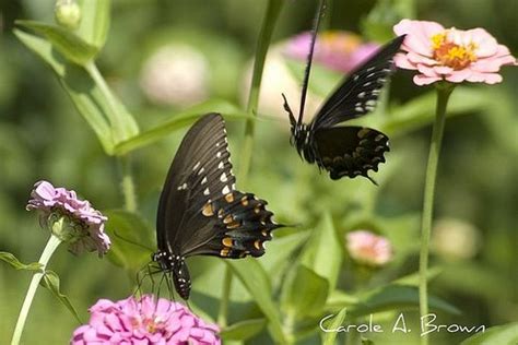 Sep 14, 2021 · butterflies and caterpillars (the larval stage in the butterfly life cycle) provide food for birds and other organisms, pollinate flowers, and are easy to attract to a garden or backyard landscape. What Flowers Do Swallowtail Butterflies Like - Eastern ...