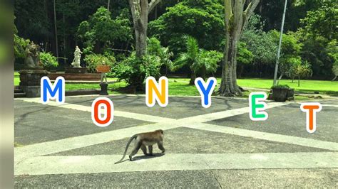 Monyet pakai jas hujan dibanyak video yang beredar menjadi viral #monyet #hujan #jashujan. Monyet Pake Jas Hujan Warna Kuning : Presiden Jokowi Jadi Monyet Pakai Jas Hujan Di Google Ini ...