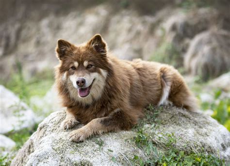 Finnish Lapphund Facts The Smart Dog Guide