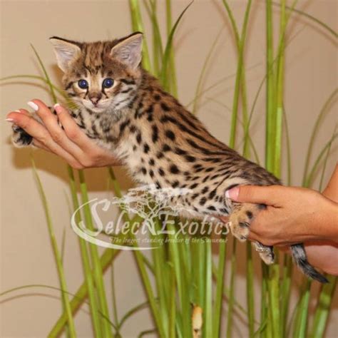 F1 Savannah Kittens For Sale Savannah Cat Breed