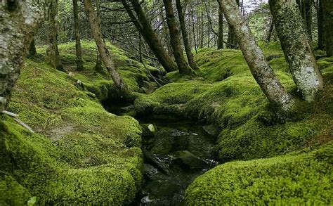 Mossy Stream Ii Landscape Photography Earth Photos Instagram