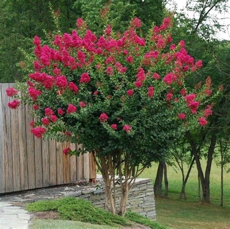 Evergreen trees can be found on every continent except antarctica. Small Evergreen Tree For Front Garden Very Small Trees For ...