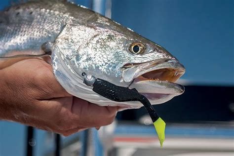 Planning for a fishing trip across the mississippi river can be a daunting task. 16 best images about Fishing on the Gulf Coast on Pinterest
