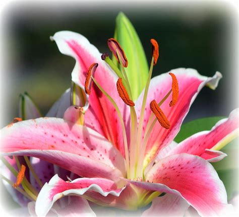 Rk Pink Tiger Lily 1 Photograph By Sheri Mcleroy Fine Art America