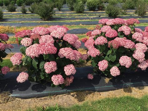 Maybe you would like to learn more about one of these? Incrediball® Blush - Smooth hydrangea - Hydrangea ...