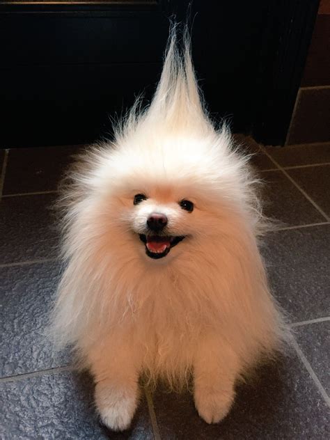 Maybe you would like to learn more about one of these? Pomeranian Dog Sale In Sri Lanka