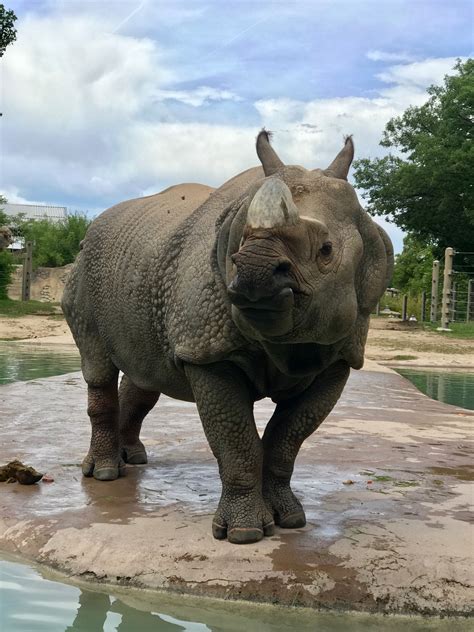 Do You Know A Rhino Denver Zoo