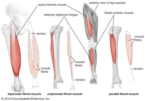 Anatomy Of Leg Muscle