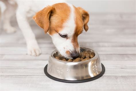 How To Keep Older Dog From Eating Puppy Food Kierzewski Mezquita