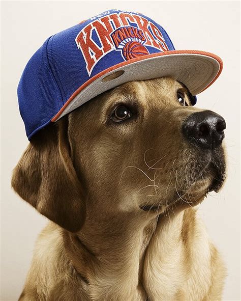Dog Wearing A Hat Dogwearingahat Twitter