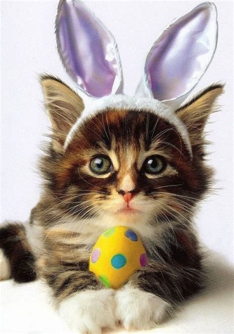 Cute Cats All Dressed Up For Easter 15 Photos Easter Cats Cute