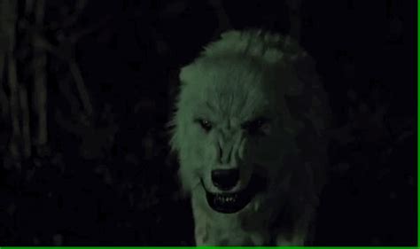 A White Wolf In The Dark With Its Mouth Open