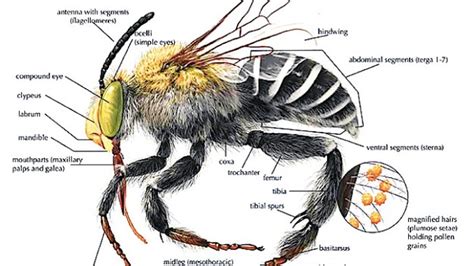 Bee Anatomy Diagram Types Of Bees