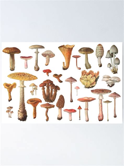Vintage Mushroom Identification Chart Poster For Sale By