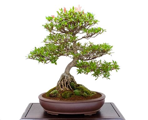 Check this video to find. 5 Different Types of the Japanese Bonsai Tree | Japan Info