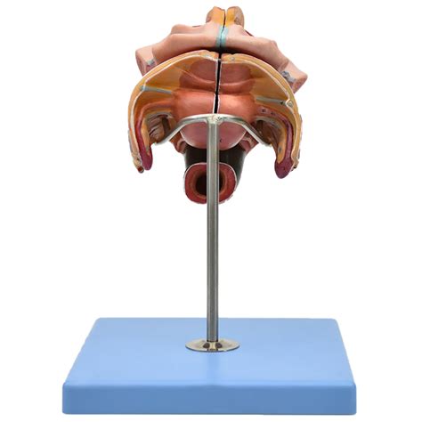 Modelo Anatómico De Genitales Femeninos Zeigen