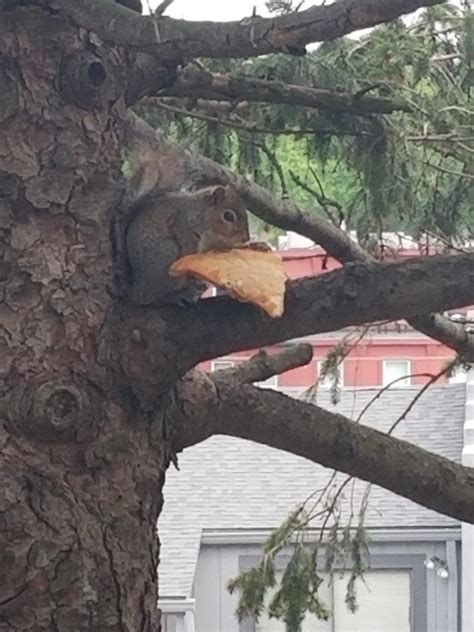 Pizza Squirrel Strikes Again Aww