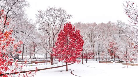 Red Winter Central Park 5k Hd Nature 4k Wallpapers Images Backgrounds Photos And Pictures