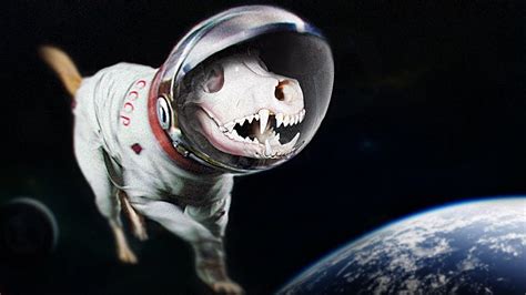 The Sad Story Of Laika The Space Dog Video Independent Film News