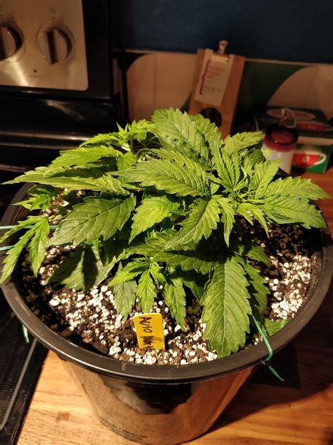 Beginning Of Week 5 With My First Auto Northern Lights How Am I Doing