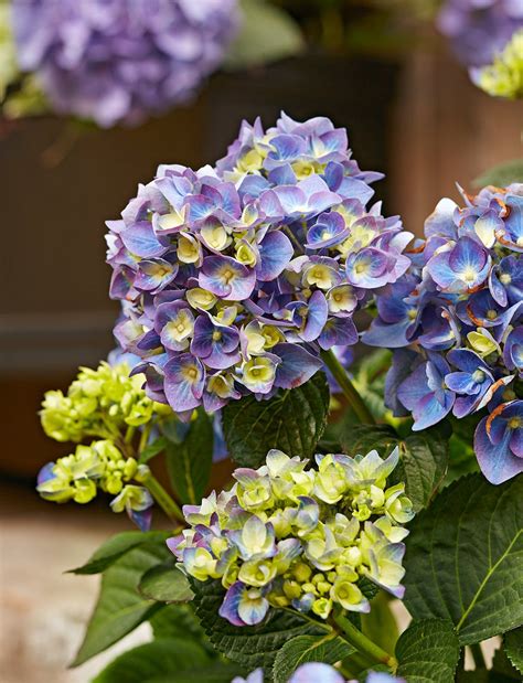 How to Get More Hydrangea Flowers in Your Garden | Hydrangea flower, Hydrangea colors, Hydrangea ...