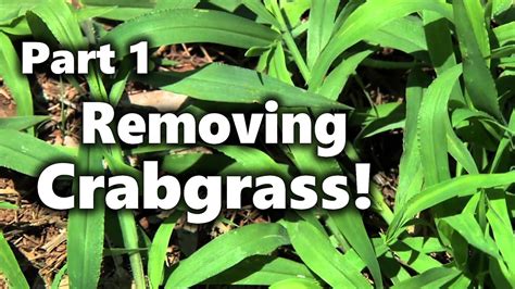 Removing Crabgrass 1 Youtube