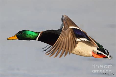 Male Mallard Duck In Flight Photograph By Steve Javorsky Fine Art America