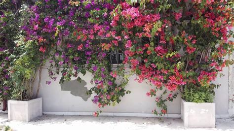 Απεντόμωση πετράλωνα & απολύμανση πετράλωνα.έλα να σχεδιάσουμε μαζί την απεντόμωση ή την απολύμανση σου. ΠΕΤΡΑΛΩΝΑ ΑΠΟ ΨΗΛΑ! - YouTube