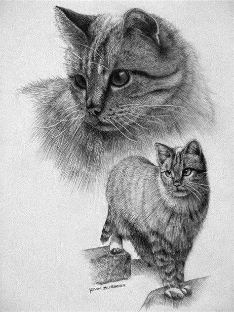H south (based on a photograph by sem libeert). 40 Great Examples of Cute and Majestic Cat Drawings - Tail ...