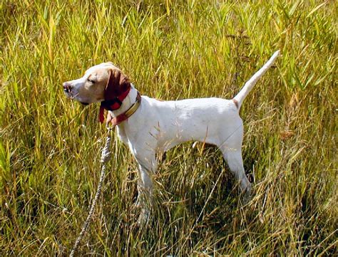German shorthair pointer puppies $1000 born december 26th. English Pointer Puppies » Montana Pointers