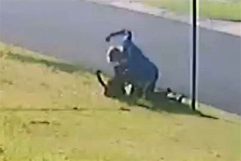 Man Repeatedly Punches Dog In Attack Caught On Cctv In Mackay Abc News