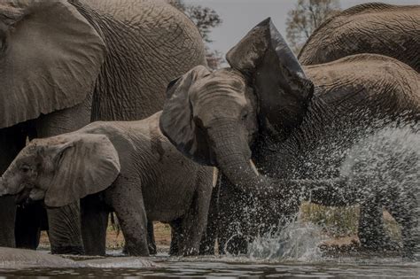 Elephant Safari In South Africa And Botswana Luxury Travel Ker Downey