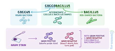 Gram Negative Cocci Gram Positive Bacilli Anaerobes Practice Test My