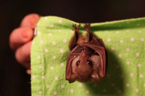 Look At This Adorable Little Bat Cute Bat Baby Bats Bat