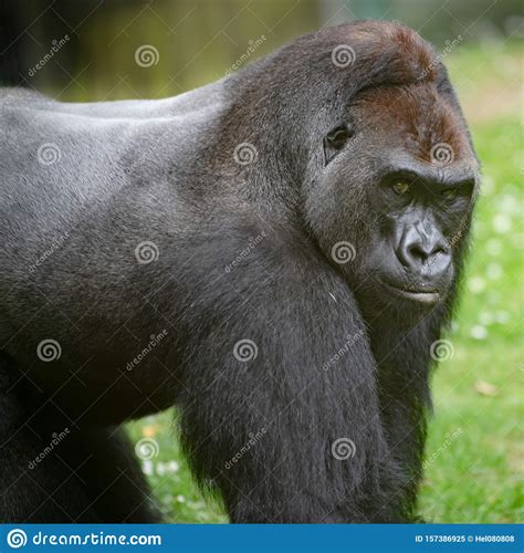 Gorilla Silverback Closeup Gorilla Portrait Huge Male Gorilla Facing