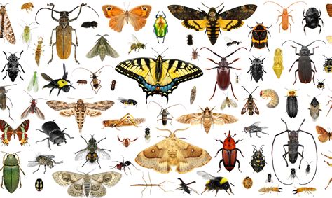Insectos Insectos Te Explicamos Qué Son Los Insectos Cómo Es Su