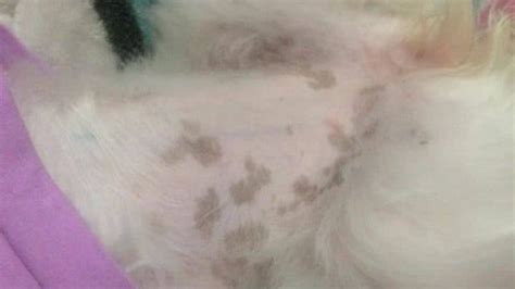 Black Spots On Dogs Skin Belly And Gums Causes And Treatment Dogs