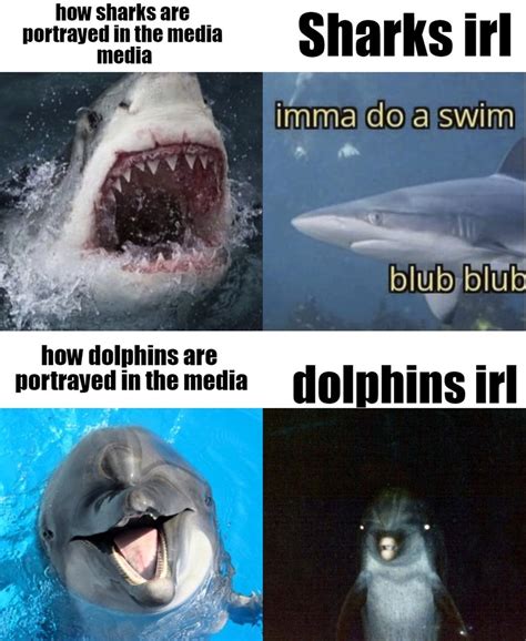 The Best Dolphin Memes Memedroid