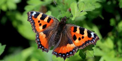 Small Tortoiseshell Butterfly Numbers Are Down Despite The Summer Heatwave