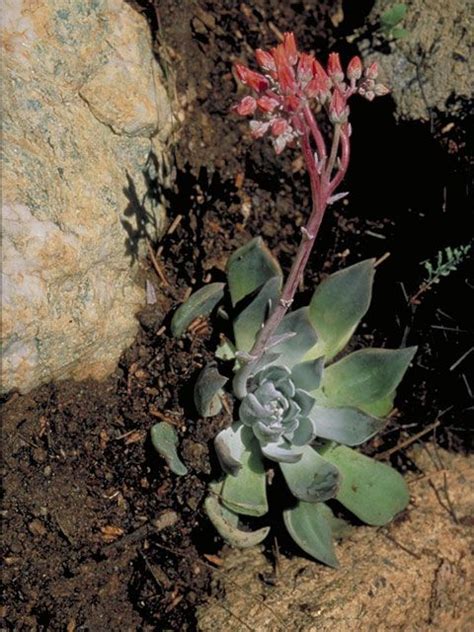 Prickly pear cactus in full bloom by k d graves. Sedum obtusatum | Sedum, Native plants, Plants