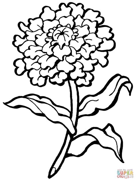 Carnation Flower Coloring Page Free Printable Coloring Pages